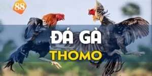 Đá Gà Thomo - Trải Nghiệm Cá Cược Đỉnh Cao Tại SA88